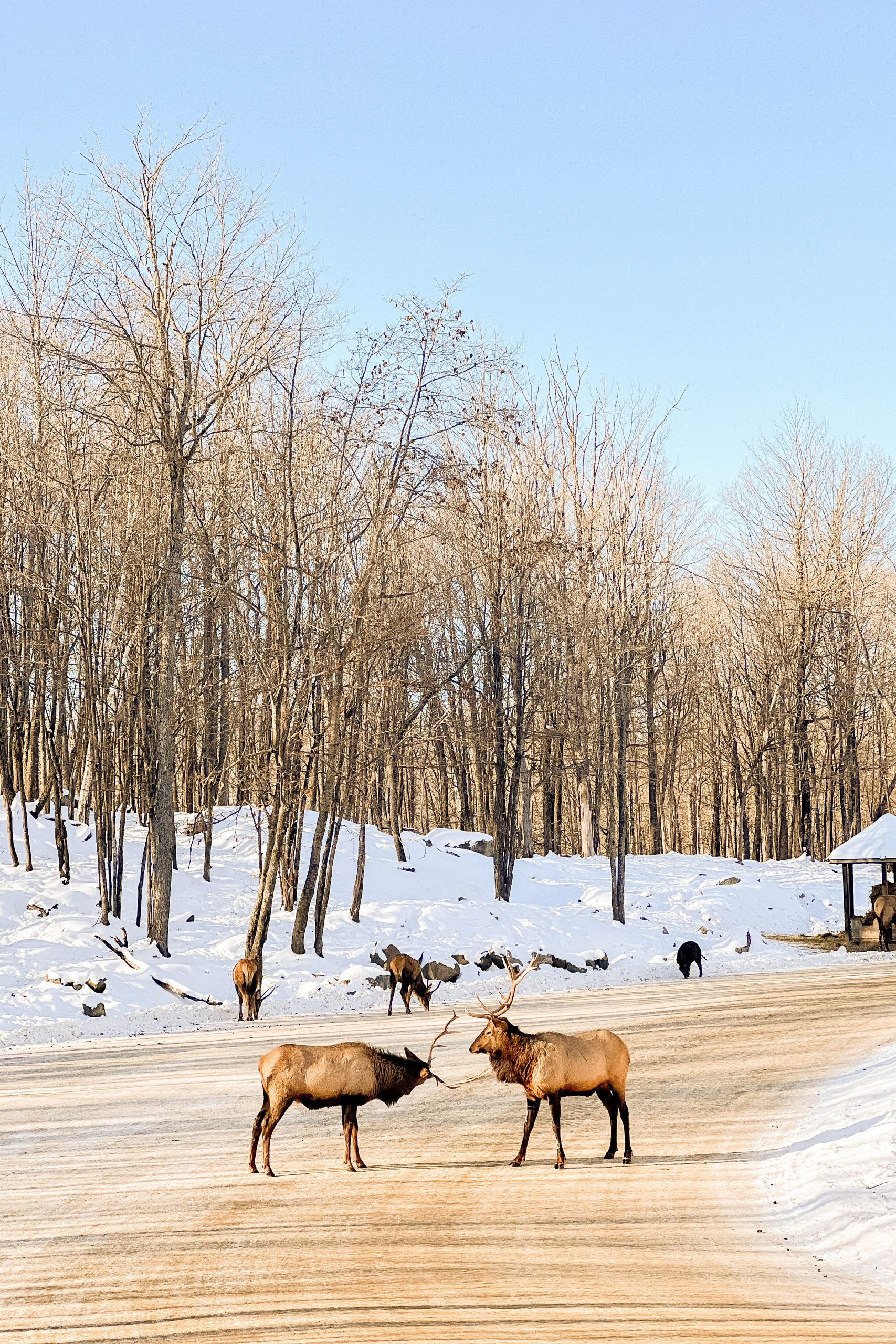 It’s time for a winter mini vacation! Our wintery escape to Montebello, Quebec was absolutely fabulous - from staying at the Fairmont Le Château Montebello to visiting our furry friends at Parc Omega. Join our family on our latest adventure!